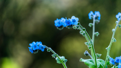 Forget Me Not Flower Close Up