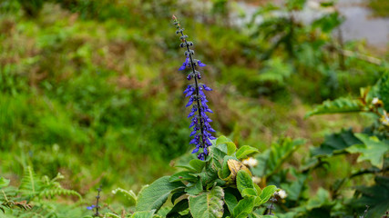 Larkspur Flower