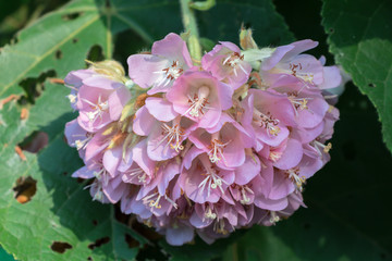 Pink ball Dombeya wallichii  flower. Known by the common names pinkball, pink ball tree, and tropical hydrangea. 