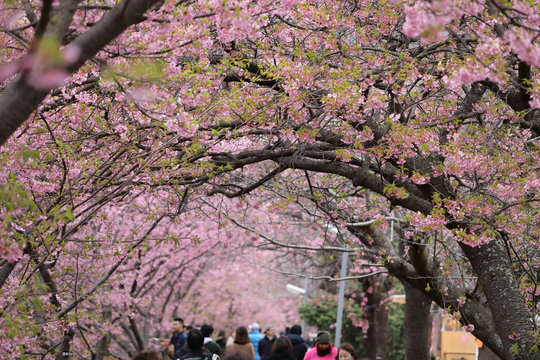 河津桜