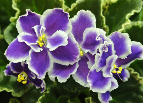 Flowers of African Violets "Summer Twilight", close-up. Large terry lilac-purple flowers with a white eye and a border. Variegated foliage