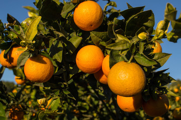Ripe oranges on the tree