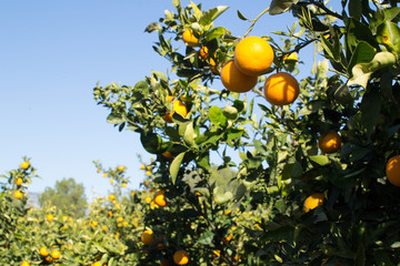 Ripe oranges on the tree