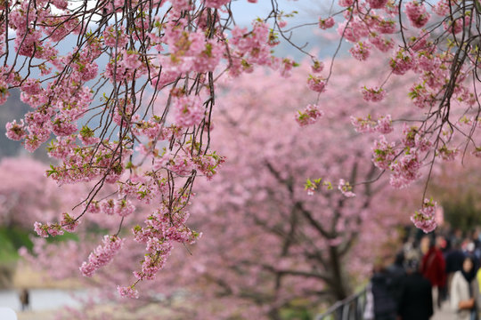 河津桜