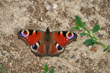 Fototapeta na wymiar Butterfly Peacock Eye (Aglais io) from the family Nymphalidae on the background of sand