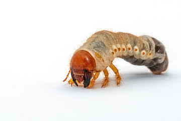 Image of grub worms, Coconut rhinoceros beetle (Oryctes rhinoceros), Larva on white background.