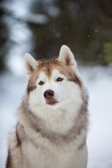 Cute Siberian Husky dog sitting on the snow in the forest in winter