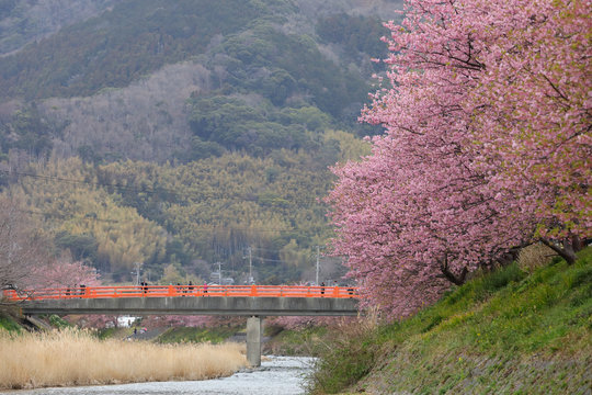 河津桜