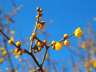 咲き始めたロウバイの花と青空