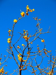 咲き始めたロウバイの花と青空