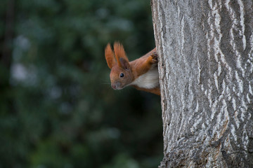 eichhörnchen schaut hinterm baum hervor