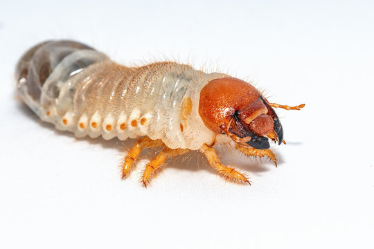 Image of grub worms, Coconut rhinoceros beetle (Oryctes rhinoceros), Larva on white background.