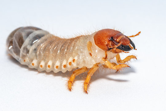 Image of grub worms, Coconut rhinoceros beetle (Oryctes rhinoceros), Larva on white background.