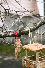 mangeoire à oiseaux