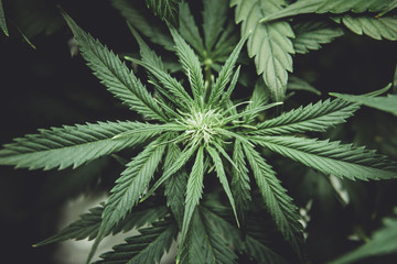 Naklejka na ściany i meble In door grow hemp. Medicinal indica with CBD. Young cannabis plant. Cannabis at the beginning of flowering. Legal Marijuana cultivation in the home. Northern light strain. moody color
