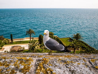 Fototapeta na wymiar Seagull in Monaco