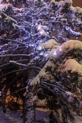 The lights are burning on the tree at night