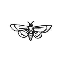 hawk moth vector doodle sketch isolated on white background