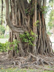 Obraz premium Trunk Big tree Bark rough texture