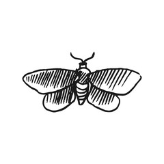 hawk moth vector doodle sketch isolated on white background