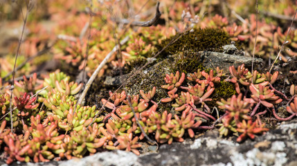 Pflanzen auf dem heißen Stein
