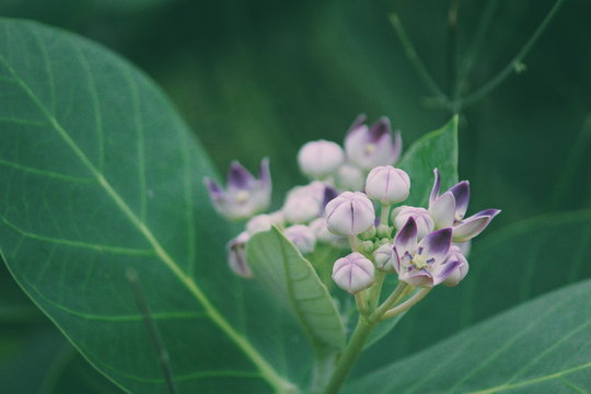 close-up of Milkweed 