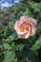 Hibiscus flower bloomimg in the garden  , Fancy Tropical Hibiscus (Hibiscus rosa-sinensis 'Dienie Gommer')