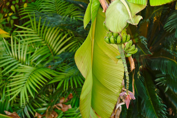 Exotic tropical trees. Palm and banana tree