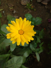 yellow flower in the garden