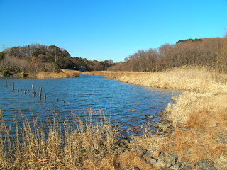 冬の自然公園風景