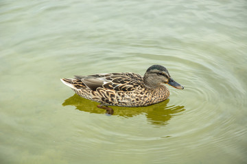 A female Mallard duck floating in the water