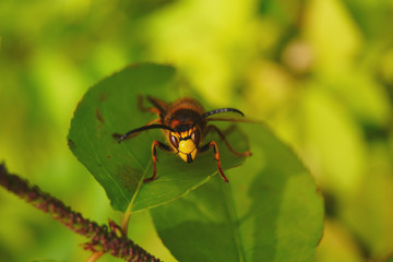 Wild wasp crawling on leaves.