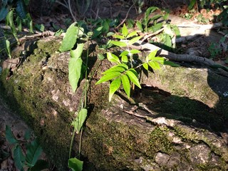 young plants in the garden