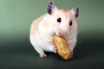 Syrian hamster eating peanuts isolated on a green background