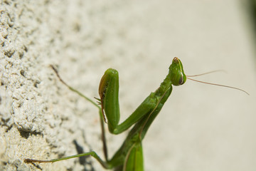 Close-up on a raised green mantis head