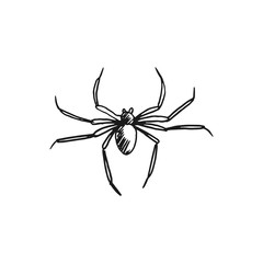 spider vector doodle sketch isolated on white background