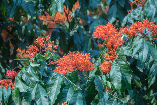 Close up colorful Saraca asoca (Saraca indica Linn) or Ashoka flowers blossom.Also known as Ashok or simply Asoca,Asoka tree.