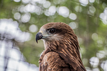 Portrait of a falcon close up