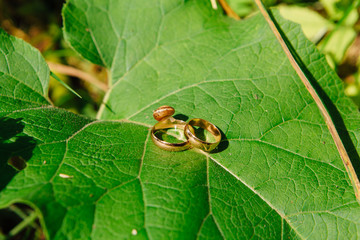 Wedding rings with snail on the leaf