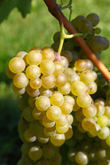 Close up bunch of white grape hanging at vineyard