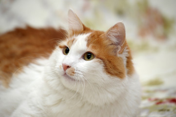 portrait of white-orange cat