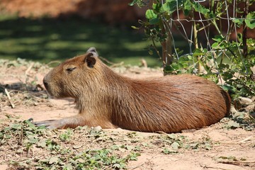 Capybara,  be rat species animal,  see it in KHON KAEN zoo at KHON KAEN province THAILAND.  