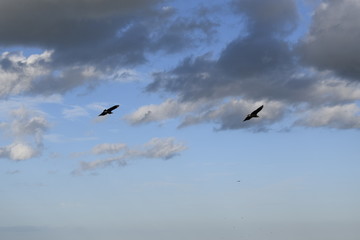 Dois urubu no céu azul, nuvem negra