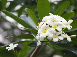 Obraz na płótnie Canvas white flower Singapore graveyard flower Frangipani tree Plumeria