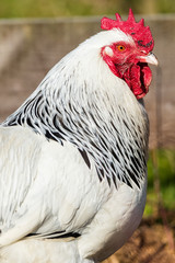 Hahn im garten