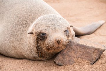Fur seal in Cape Cross Namibia