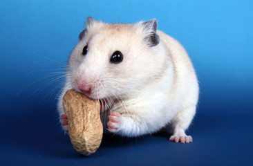 Syrian hamster eating peanuts isolated on a blue background