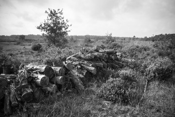 A Dutch landscape in the middle of the Netherlands.