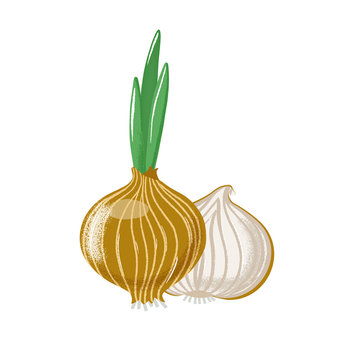 Bulb onion set - whole, half and slice