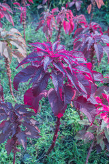 Colorful Amaranthus tricolor in the garden, known as Edible Amaranth plant.Brilliant red shades of Amaranthu.